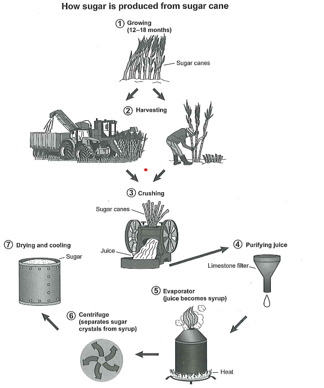 A seven-stage process diagram showing how sugar is made from sugar cane: growing and harvesting the cane, crushing it to extract juice, purifying the juice with a limestone filter, evaporating it into syrup, separating the crystals in a centrifuge, and finally drying and cooling the sugar.
