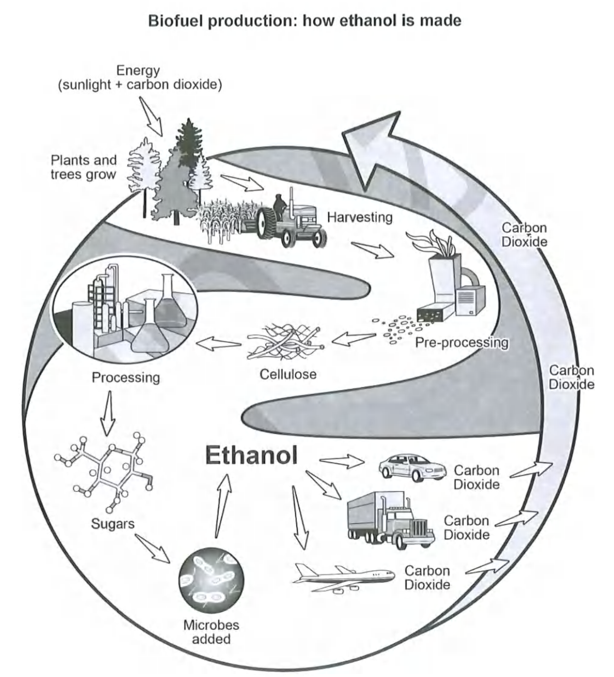 A cyclical diagram showing how the biofuel ethanol is produced and used: plants and trees grow using energy from sunlight and carbon dioxide, are harvested and pre-processed, and their cellulose is processed into sugars; microbes are then added to turn the sugars into ethanol, which is burned as fuel in cars, trucks and planes, releasing carbon dioxide that is reabsorbed by the plants, so the cycle repeats.