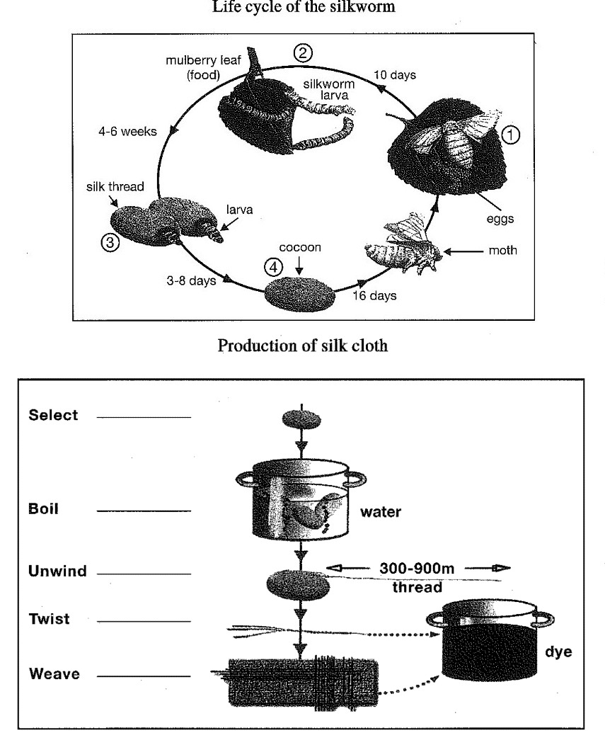 Two diagrams about silk. The first shows the four-stage life cycle of the silkworm: a moth lays eggs, which hatch into larvae after about ten days; the larvae feed on mulberry leaves for four to six weeks, then spin a silk-thread cocoon over three to eight days, and after sixteen days a moth emerges from the cocoon, beginning the cycle again. The second shows the five linear stages of making silk cloth: cocoons are selected, boiled in water, unwound to release 300 to 900 metres of thread, twisted, and finally woven into cloth and dyed.